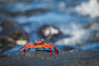 Close-up of crab against blurred background