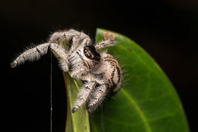 Close-up of spider on web against black background