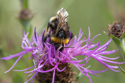 Macro shot of a bumblebee pollinating a common knapweed flower