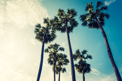 Low angle view of palm trees against sky