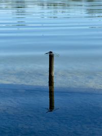 reflection