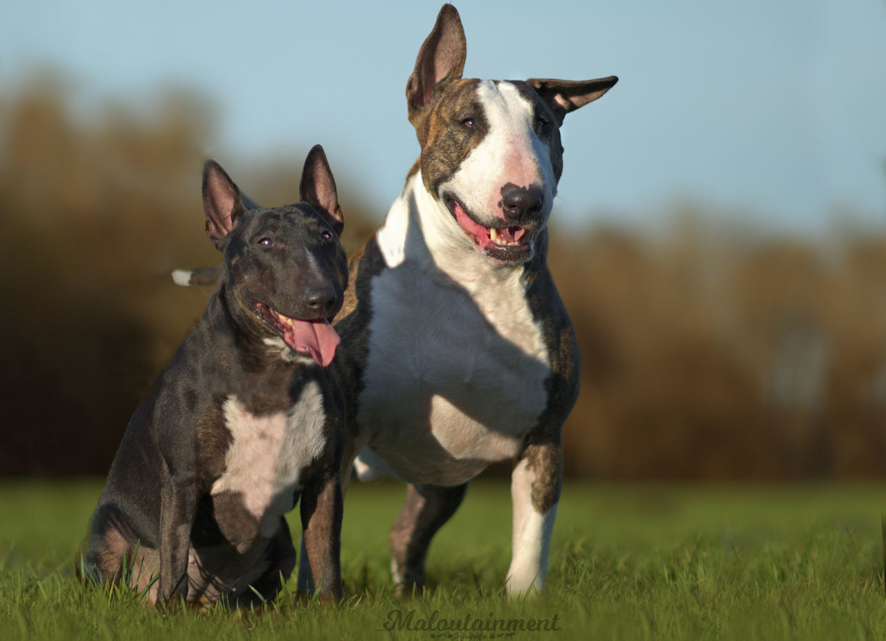 domestic animals, grass, pets, animal themes, mammal, dog, field, no people, day, outdoors, sky, close-up