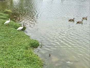 High angle view of birds swimming in lake