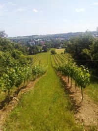 Vineyard against sky