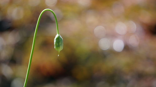 Close-up of water drops on plant