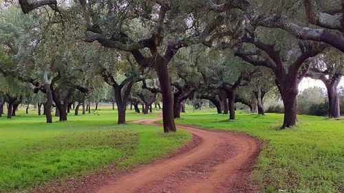 View of trees on landscape