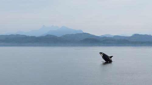 Killer whale jumps out of water