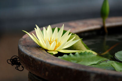 Close-up of lotus water lily