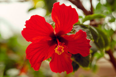 Close-up of red flower