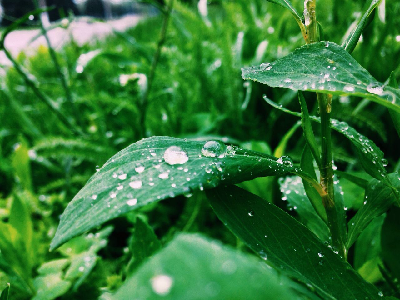 drop, water, wet, leaf, growth, dew, freshness, green color, close-up, raindrop, nature, plant, rain, beauty in nature, focus on foreground, droplet, fragility, water drop, purity, weather