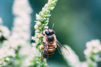 Close-up of insect on flower