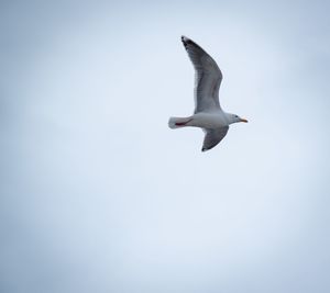 Low angle view of seagull flying in sky