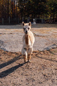 Portrait of an animal