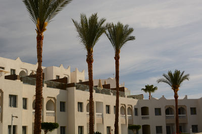 palm tree