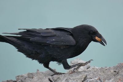 Close-up of raven on rock
