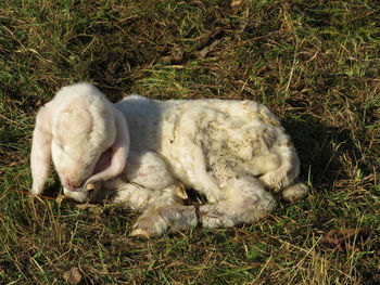 View of a sleeping resting on field