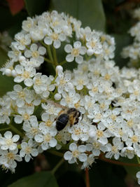 Close-up of bee pollinating flower