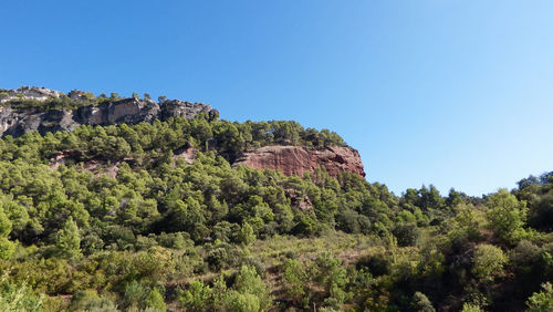 Scenic view of trees against clear blue sky