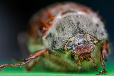 Close-up of insect