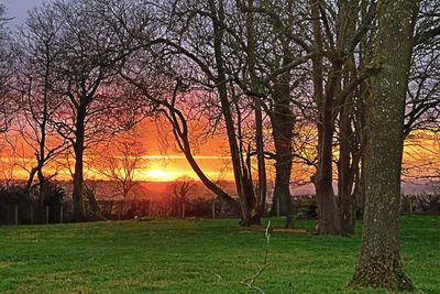 Trees on field against orange sky