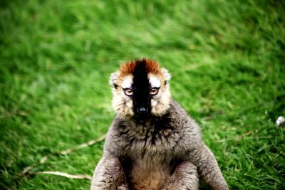 Those eyes. amazing head shot of this red fronted lemur