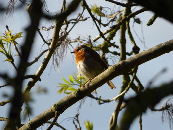 Low angle view of bird perching on branch