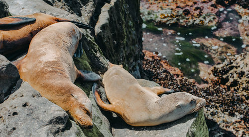 Seals relaxing on rock at sea