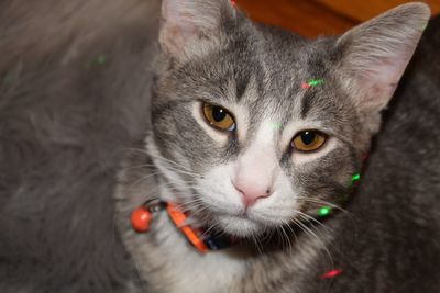 Close-up portrait of tabby cat