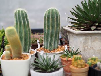 Close-up of succulent plant on table