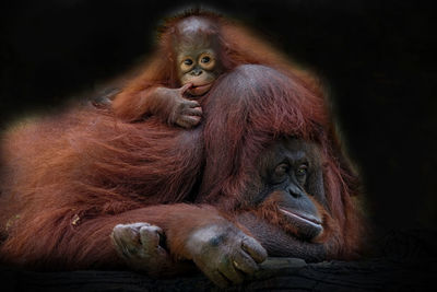 Close-up of orangutan and baby