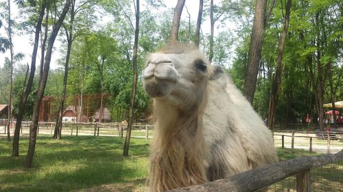 Close-up of giraffe against trees