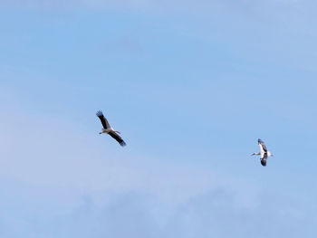 Low angle view of seagulls flying in sky