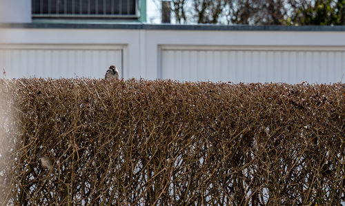 Low angle view of birds perching on building