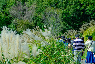 Rear view of people walking by plants