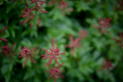 Close up of red flower