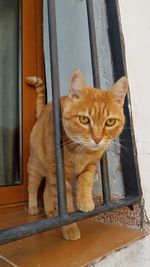 Portrait of cat on window sill