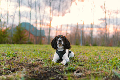 Dog looking away on field