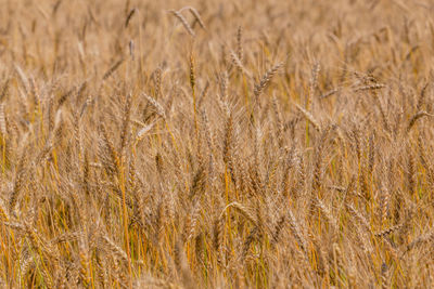 Close-up full frame background of golden oats field at sunny daylight, shallow depth of field