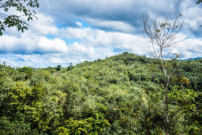Low angle view of plants on land against sky