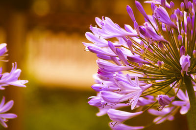 Close-up of purple flowers blooming outdoors