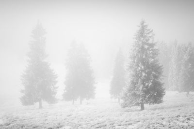 Trees in forest during winter