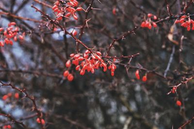 Low angle view of red berries on tree during winter