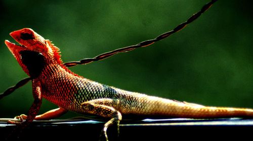 Close-up of lizard on branch