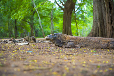 Close-up of a lizard on tree trunk