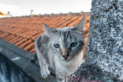 Close-up portrait of a cat