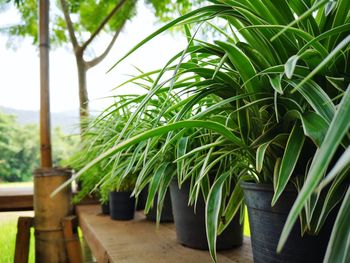 Close-up of potted plants on table against sky