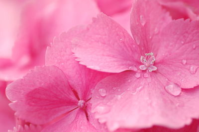 Full frame shot of wet pink flowers