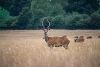 Side view of deer standing amidst plants