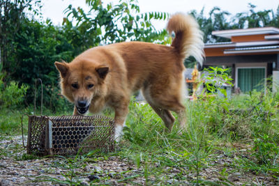 Dog standing on field