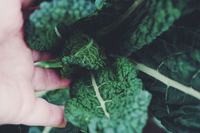 Close-up of hand holding leaf